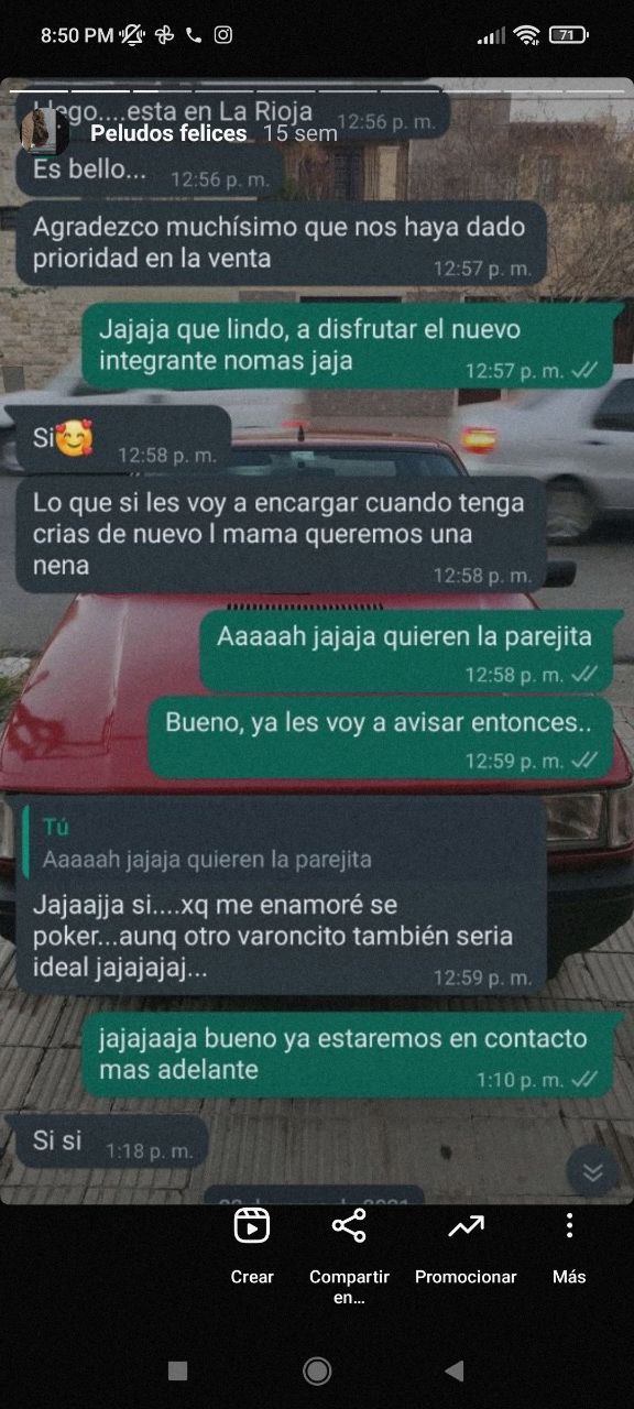 comprar caniche,donde comprar caniche toy,comprar caniche toy,comprar caniche micro toy,comprar caniche mini toy,comprar caniche enano,comprar caniche toy rojo,comprar caniche mediano,comprar caniche enano a particulares,comprar caniche apricot,comprar caniche apricot toy,comprar caniche arlequín,comprar caniche adulto,comprar caniche enano apricot,comprar caniche toy apricot,comprar caniche toy apricot cordoba,comprar caniche cordoba,comprar caniche blanco,comprar caniche barato,comprar caniche blanco toy,comprar caniche toy,comprar caniche enano cordoba,comprar caniche toy barato,comprar caniche toy blanco,donde comprar un caniche toy en cordoba,comprar caniche canela,comprar caniche con pedigree,comprar caniche cordoba,compra de caniche toy,compra de caniches,venta de caniche mini toy,venta de caniche enano,venta de caniche micro toy,venta de caniche toy en cordoba,venta de caniches baratos,venta de caniches mini toy en cordoba,donde comprar caniche mini toy,donde comprar caniche toy en cordoba,donde comprar caniche,donde comprar caniche toy en cordoba,donde comprar caniche toy en cordoba,donde comprar caniche toy cordoba,donde comprar caniche en cordoba,donde comprar caniche enano,donde comprar caniche micro toy,comprar caniche estándar,caniche enano comprar,comprar caniche enano rojo,comprar caniche toy enano,comprar caniche en cordoba a particular,venta de caniches micro toy,comprar caniche toy gris,compro caniche hembra,vendo caniche hembra,comprar caniche toy hembra,comprar caniche enano hembra,comprar caniche toy hembra blanca,comprar caniche instagram,comprar caniche ig,caniche para comprar,comprar caniche marron,comprar caniche miniatura,comprar caniche mini toy cordoba,comprar caniche toy marron,caniche marrón comprar,comprar caniche negro,comprar caniche toy negro,comprar caniche enano negro,comprar caniche toy o enano,comprar caniche pequeño,comprar caniche precio,comprar caniche particular,comprar caniche poodle toy,comprar perro caniche toy,venta caniche particular,comprar caniche toy argentina,caniche venta cordoba argentina,comprar caniche toy cordoba precio,caniche toy cordoba comprar,comprar perro caniche,comprar caniche toy precio,donde comprar un perro caniche toy,comprar perro caniche enano,quiero comprar caniche enano,quiero comprar caniche mediano,quiero comprar caniche toy mini,quiero comprar un caniche toy,quiero comprar un caniche,quiero comprar un caniche barato,quiero comprar perro caniche,quiero comprar caniche toy,comprar caniche rojo,comprar caniche rojo toy,venta caniche rojo,comprar caniche mediano rojo,comprar caniche toy rojo cordoba,comprar caniche toy rojo en cordoba,comprar caniche toy rojo precio,comprar caniche toy rojo,comprar caniche micro toy,comprar caniche toy sin pedigree,comprar caniche mediano en cordoba,comprar caniche toy cordoba,donde comprar caniche toy en cordoba,comprar caniche toy cordoba,donde comprar un caniche toy,comprar un caniche toy,comprar un caniche,comprar un caniche enano,comprar un caniche toy en cordoba, donde puedo comprar un caniche mini toy,donde comprar un caniche toy en cordoba,donde comprar un caniche enano,donde comprar un caniche toy en cordoba,comprar caniche cordoba, comprar caniche toy cordoba,comprar caniche toy apricot cordoba,venta de caniches en córdoba,comprar caniche x poodle,venta de cachorros caniches,comprar caniche cordoba, comprar caniche toy cordoba,donde comprar un caniche toy en cordoba,busco caniche toy para comprar,comprar caniche 2 meses,comprar caniche,caniche 2 colores,comprar caniche mini toy marron,venta caniches particular,caniche toy venta particulares cordoba,venta de caniches cordoba,venta de caniches micro toy en cordoba capital,caniche micro toy precio cordoba,caniches toy en venta baratos en cordoba,capital,caniches en adopción,criadero de caniche micro toy en cordoba,ventas de caniches micro toy en cordoba,caniches toy en cordoba,caniches en venta cordoba,caniches en cordoba capital,perros caniches en cordoba,cachorros caniches en cordoba,venta de caniches micro toy en cordoba capital,criadero de caniches toy en cordoba,caniches en adopcion en cordoba capital,caniches tea cup en cordoba argentina,venta de perros caniches en cordoba,caniches micro toy en cordoba,caniches perdidos en cordoba 